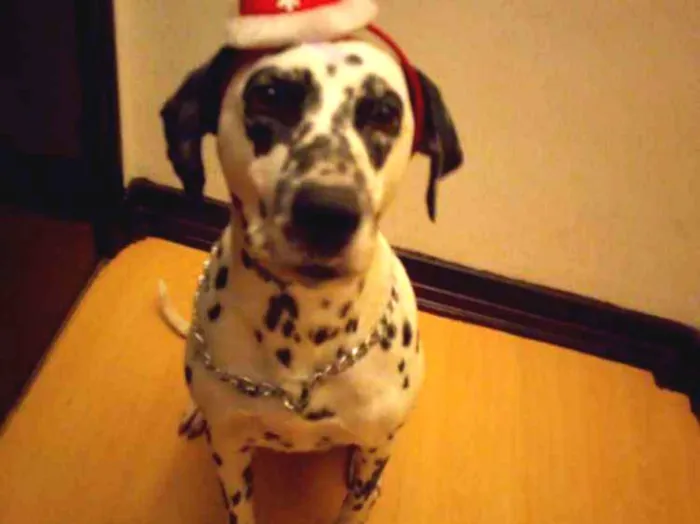 Cachorro ra a Dálmata idade  nome *PERDIDA*