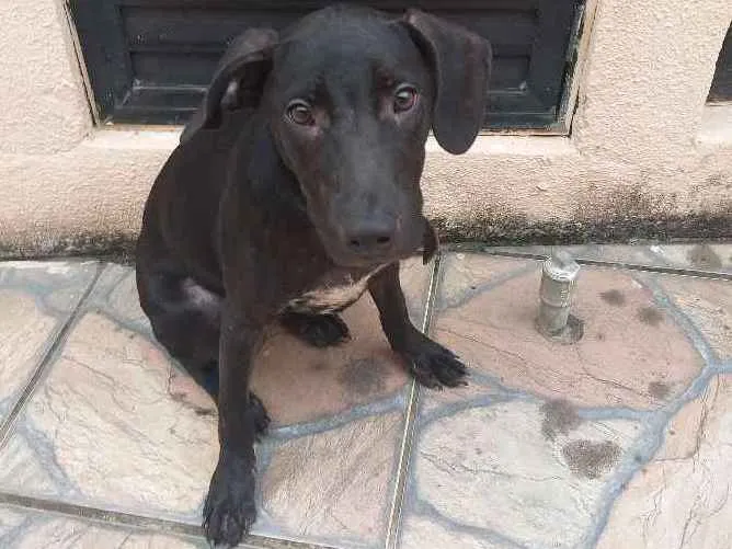 Cachorro ra a SRD idade 7 a 11 meses nome Pretinha 