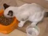 Gato ra a siames idade 2 a 6 meses nome não tem