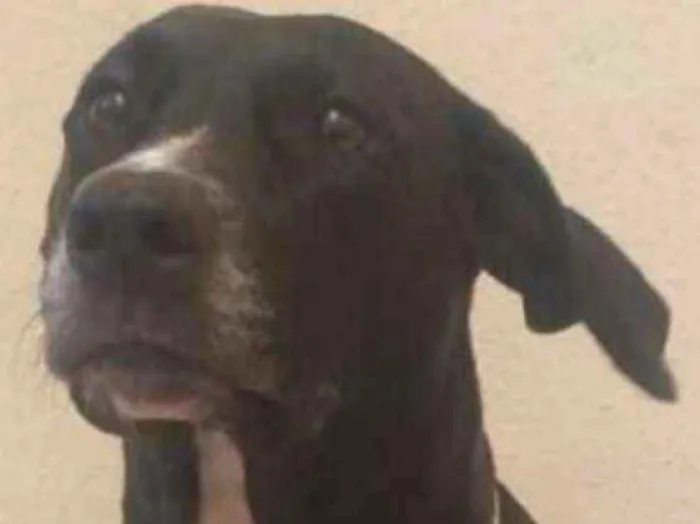 Cachorro ra a Vira-lata idade 6 ou mais anos nome Bolota