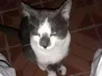 Docinho