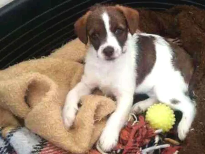 Cachorro ra a SRD idade 2 a 6 meses nome Sem nome