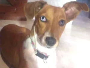 Cachorro raça Vira Lata idade 1 ano nome Mika