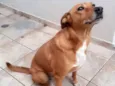 Amarela
