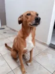 Amarela