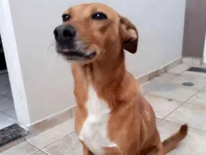 Cachorro raça Srd idade 4 anos nome Amarela