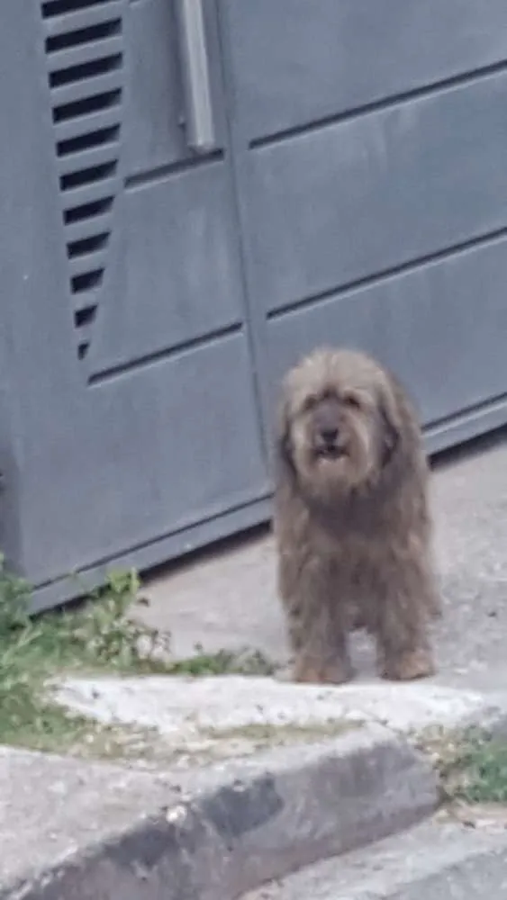 Cachorro ra a Srd idade 1 ano nome Mel