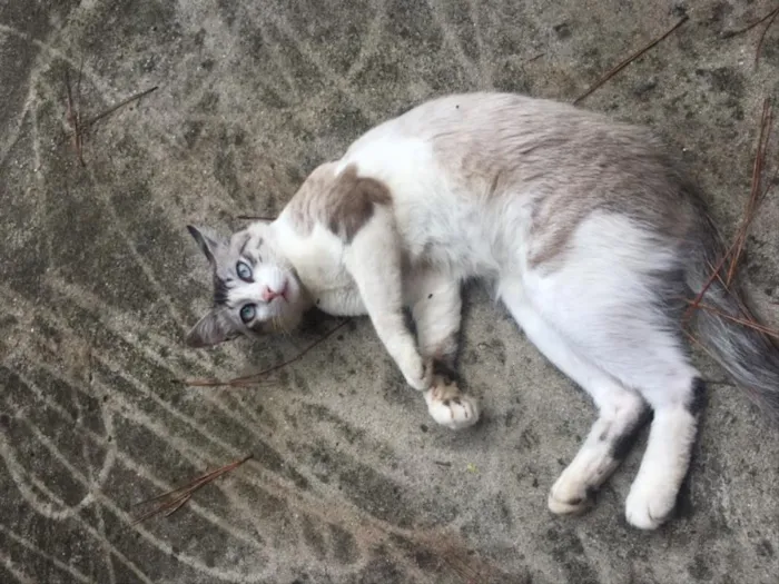Gato raça Sem raça definida idade 7 a 11 meses nome Abandonado