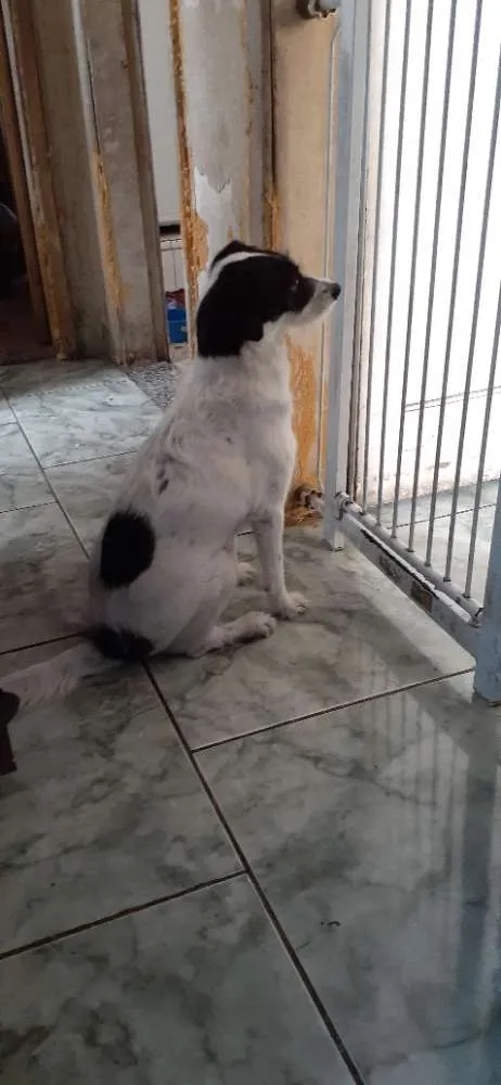 Cachorro ra a Vira lata idade 2 anos nome Skye