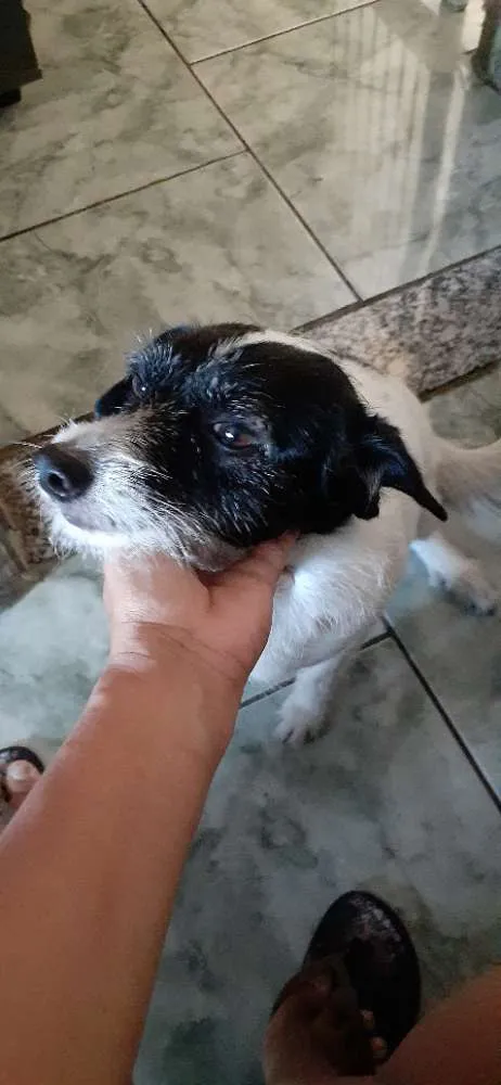 Cachorro ra a Vira lata idade 2 anos nome Skye