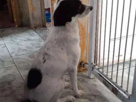 Cachorro ra a Vira lata idade 2 anos nome Skye