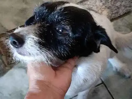 Cachorro ra a Vira lata idade 2 anos nome Skye