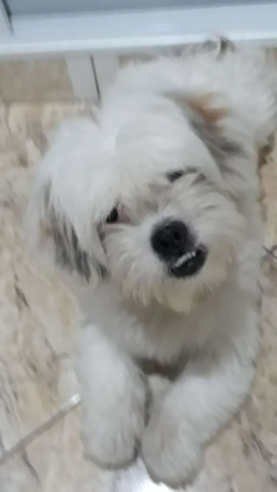 Cachorro ra a Lhasa Apso  idade 2 anos nome Valente 