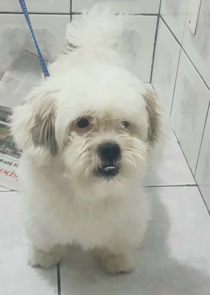 Cachorro ra a Lhasa Apso  idade 2 anos nome Valente 