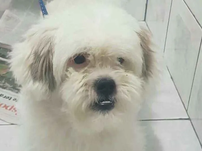 Cachorro ra a Lhasa Apso  idade 2 anos nome Valente 