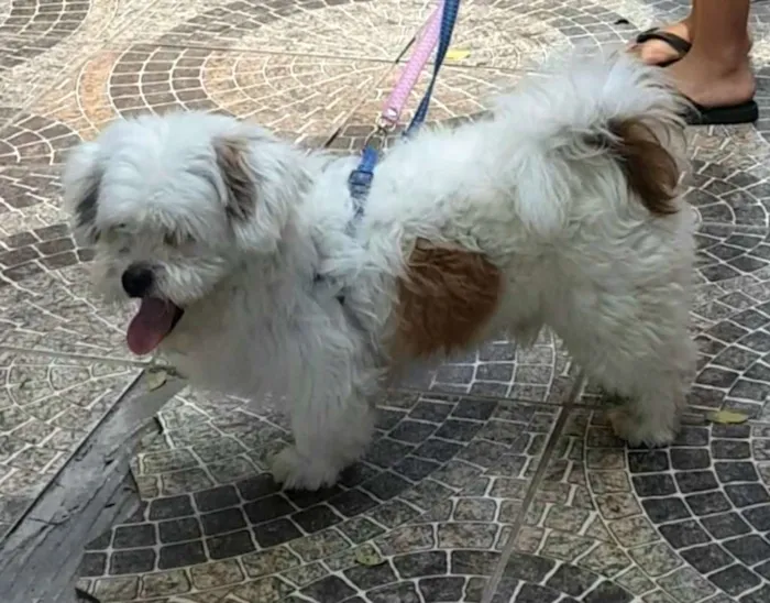 Cachorro ra a Lhasa Apso  idade 2 anos nome Valente 