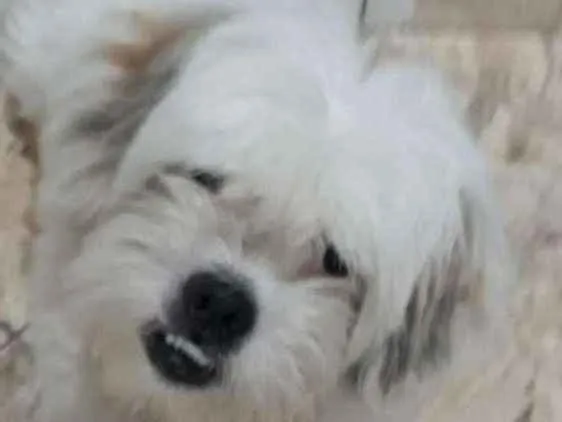 Cachorro ra a Lhasa Apso  idade 2 anos nome Valente 