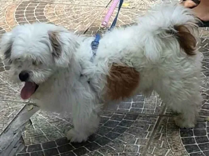 Cachorro ra a Lhasa Apso  idade 2 anos nome Valente 