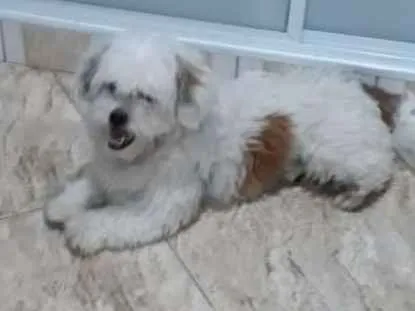 Cachorro ra a Lhasa Apso  idade 2 anos nome Valente 