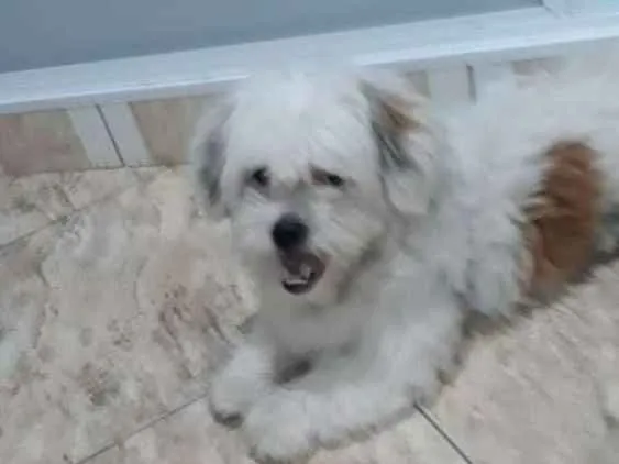 Cachorro ra a Lhasa Apso  idade 2 anos nome Valente 