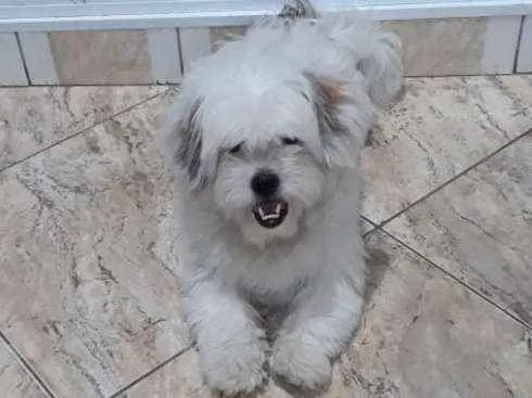 Cachorro ra a Lhasa Apso  idade 2 anos nome Valente 