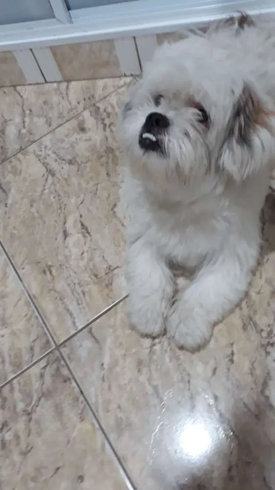 Cachorro ra a Lhasa Apso  idade 2 anos nome Valente 