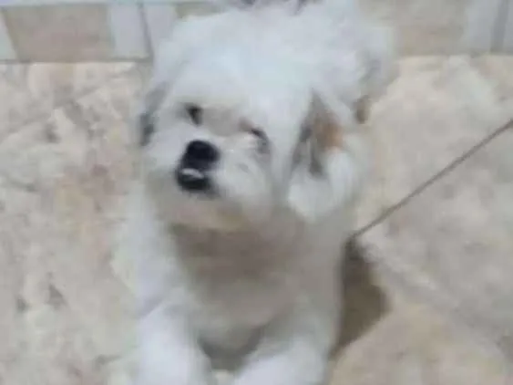 Cachorro ra a Lhasa Apso  idade 2 anos nome Valente 