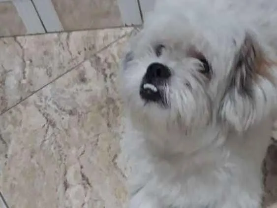 Cachorro ra a Lhasa Apso  idade 2 anos nome Valente 