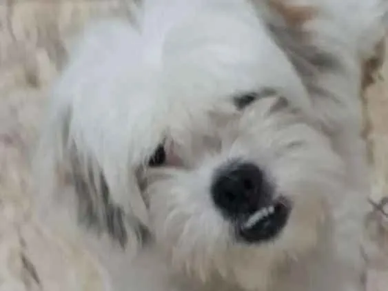 Cachorro ra a Lhasa Apso  idade 2 anos nome Valente 