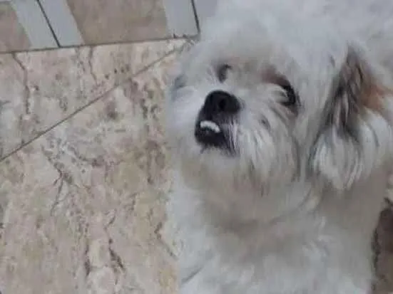 Cachorro ra a Lhasa Apso  idade 2 anos nome Valente 