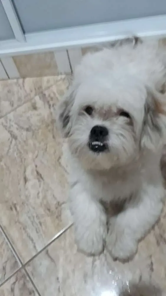 Cachorro ra a Lhasa Apso  idade 2 anos nome Valente 