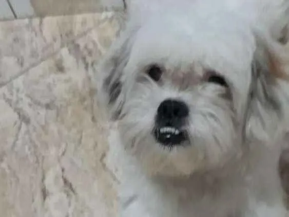 Cachorro ra a Lhasa Apso  idade 2 anos nome Valente 