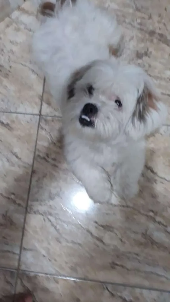 Cachorro ra a Lhasa Apso  idade 2 anos nome Valente 