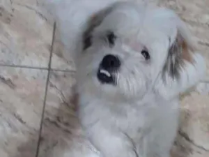 Cachorro raça Lhasa Apso  idade 2 anos nome Valente 