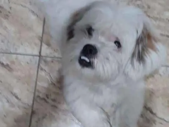 Cachorro ra a Lhasa Apso  idade 2 anos nome Valente 