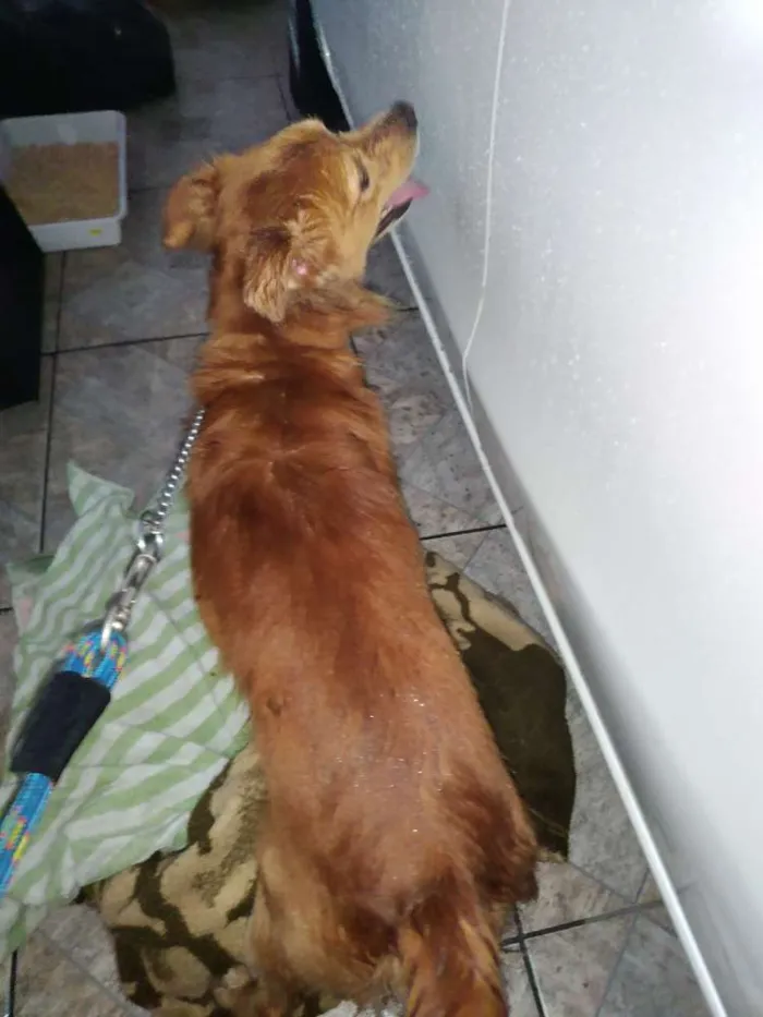 Cachorro ra a Vira lata idade 1 ano nome Dourado