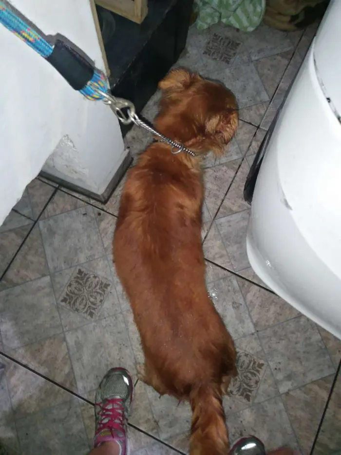 Cachorro ra a Vira lata idade 1 ano nome Dourado