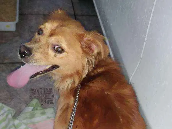 Cachorro ra a Vira lata idade 1 ano nome Dourado