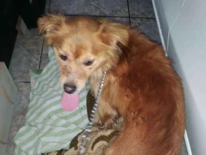 Cachorro ra a Vira lata idade 1 ano nome Dourado