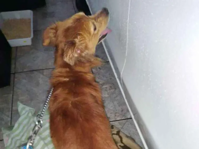 Cachorro ra a Vira lata idade 1 ano nome Dourado