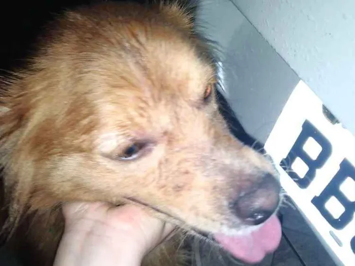 Cachorro ra a Vira lata idade 1 ano nome Dourado