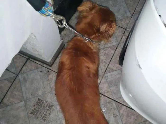 Cachorro ra a Vira lata idade 1 ano nome Dourado