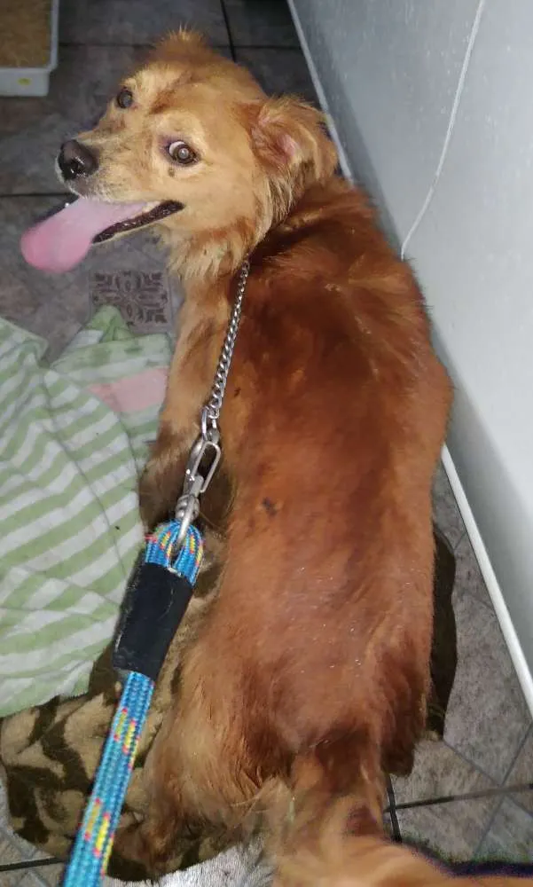 Cachorro ra a Vira lata idade 1 ano nome Dourado