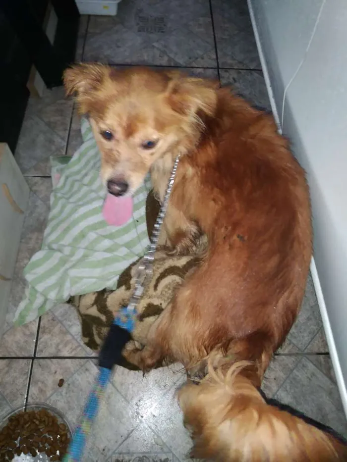 Cachorro ra a Vira lata idade 1 ano nome Dourado