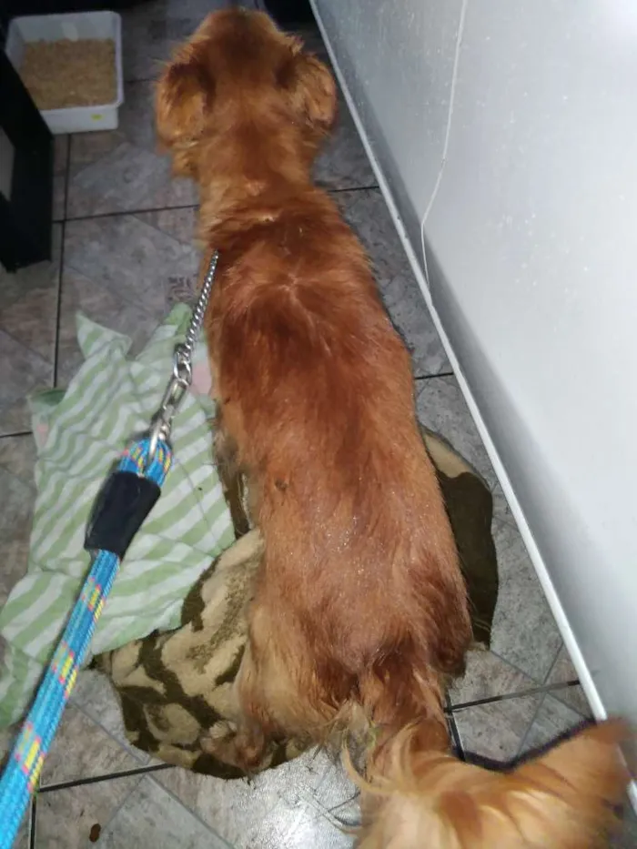 Cachorro ra a Vira lata idade 1 ano nome Dourado