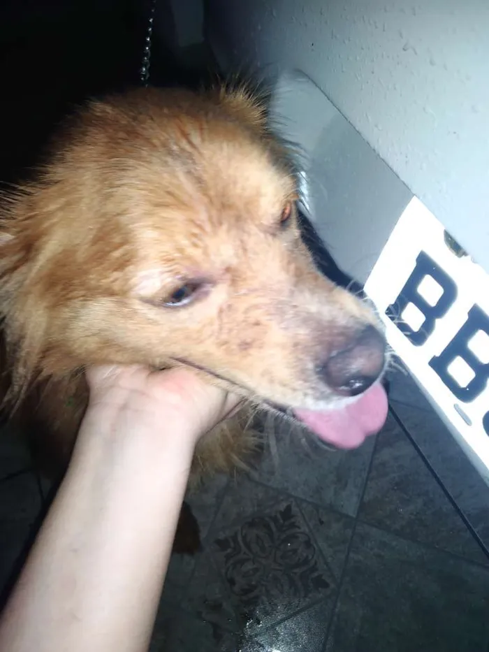 Cachorro ra a Vira lata idade 1 ano nome Dourado