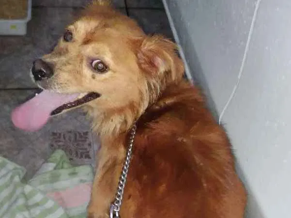 Cachorro ra a Vira lata idade 1 ano nome Dourado