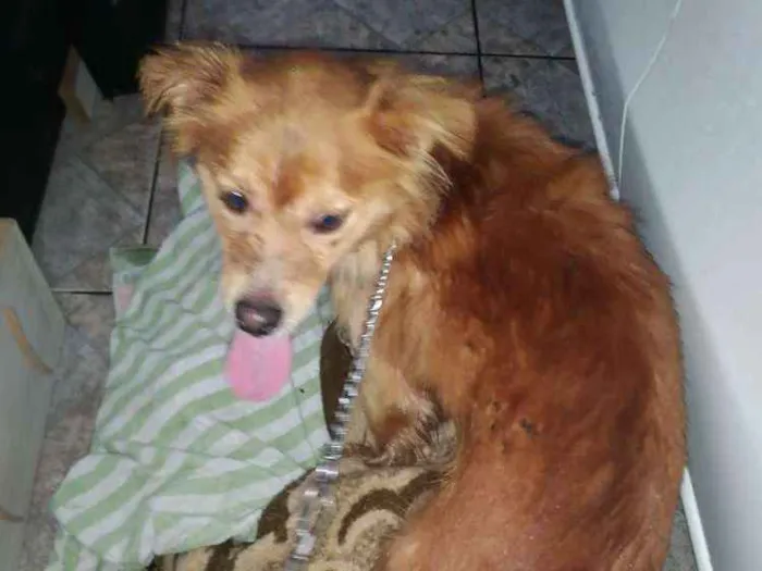Cachorro ra a Vira lata idade 1 ano nome Dourado