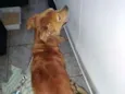 Dourado