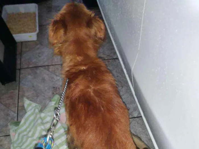 Cachorro ra a Vira lata idade 1 ano nome Dourado